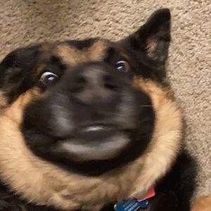 Meet your Posher, Emma